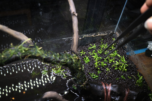 水草を植えてデザイン