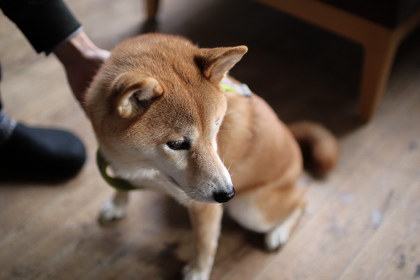 ちいさくてかわいいおきゃくさま。柴犬