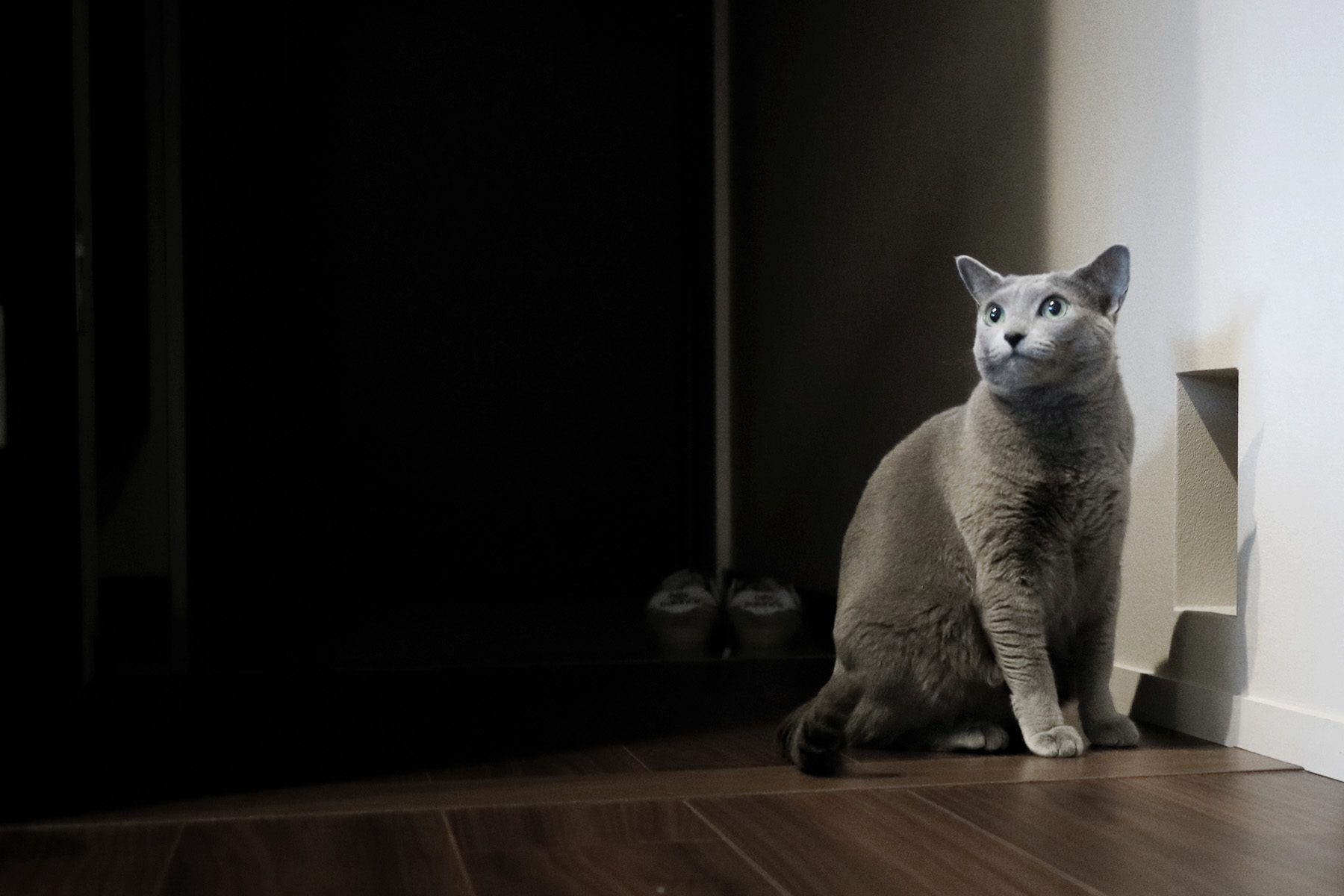  ネコ用出入り口 猫と共に暮らす為のマンションリフォーム 京都