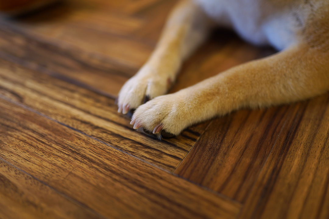 擬態　柴犬と無垢ヘリンボーン