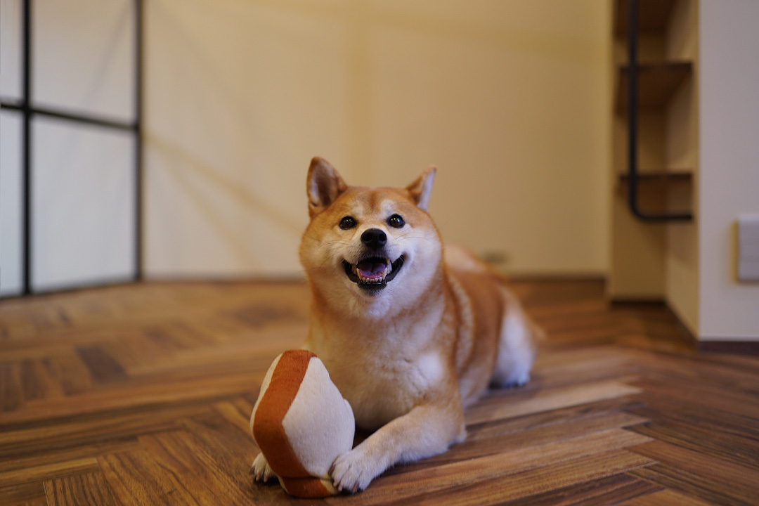 京都市北区リノベーション 愛犬ゆかりちゃん