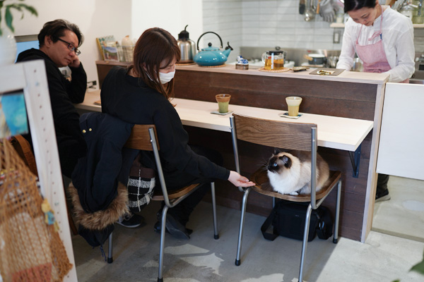 店舗デザイン リノベ 猫ちゃん