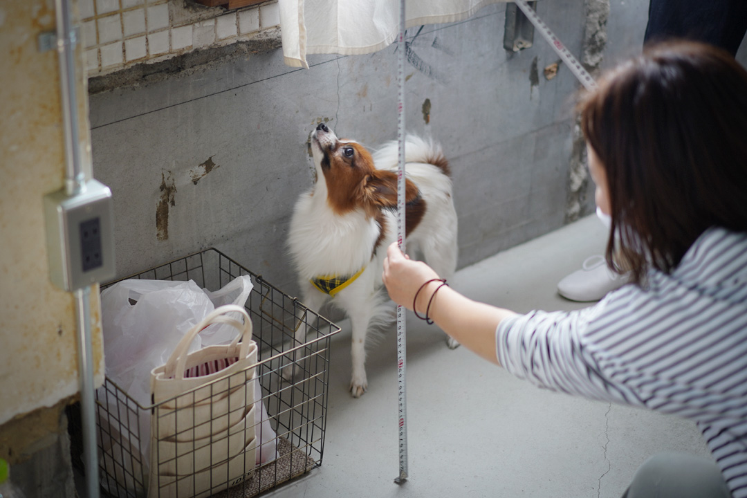 RAKU事務所で、身長を測るの犬のエテちゃん