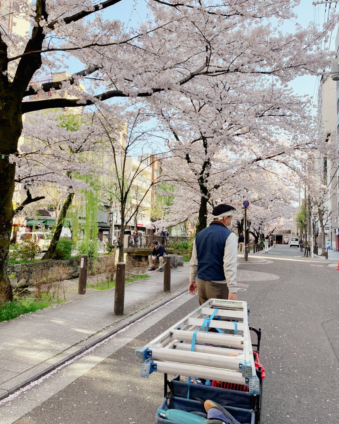 京都木屋町 桜 カートを押す大工