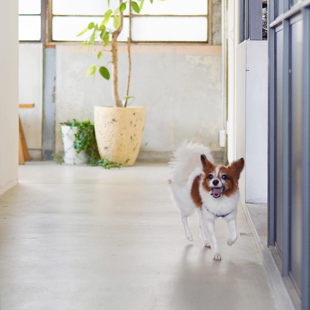 事務所に遊びにきてくれたパピオンのエテちゃん