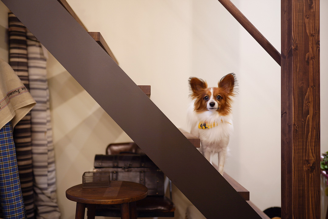 アトリエ兼住宅 スチール階段 犬のいる暮らし