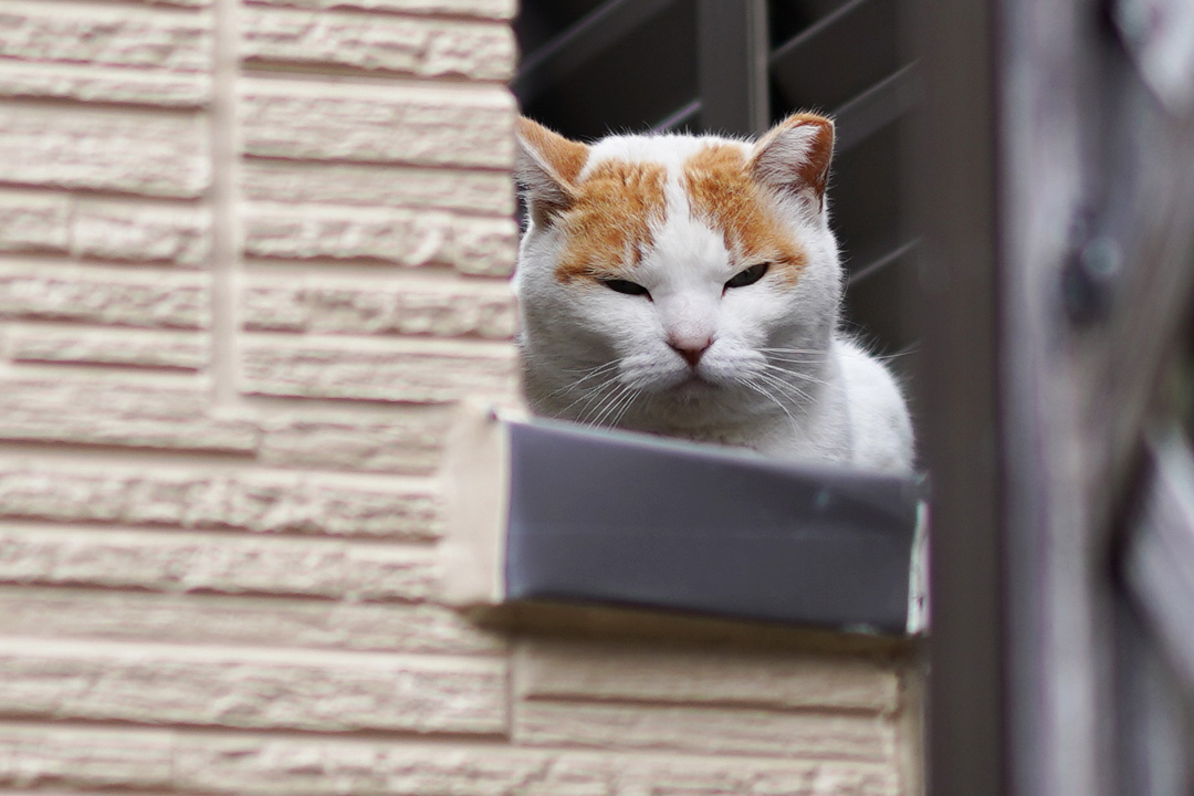 恐らくネコさんの方が建物のことをよく知ってそう(笑)