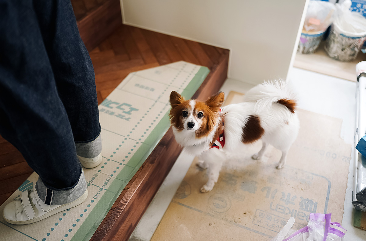 犬と暮らす 愛犬エテちゃん