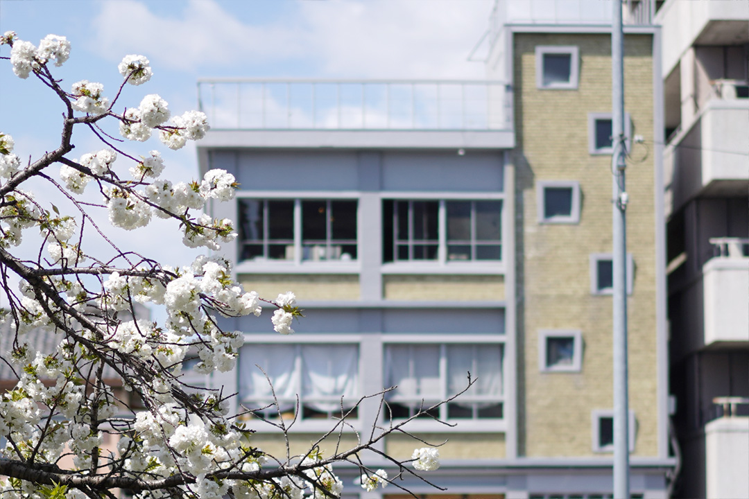 RAKU事務所前の桜