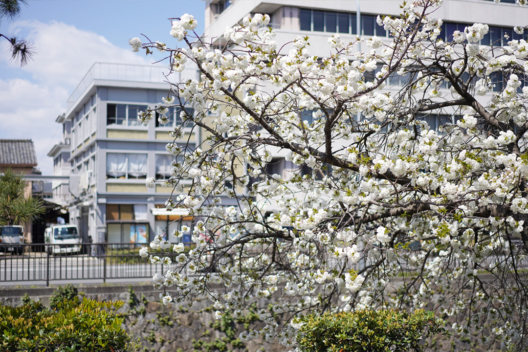堀川通り 桜