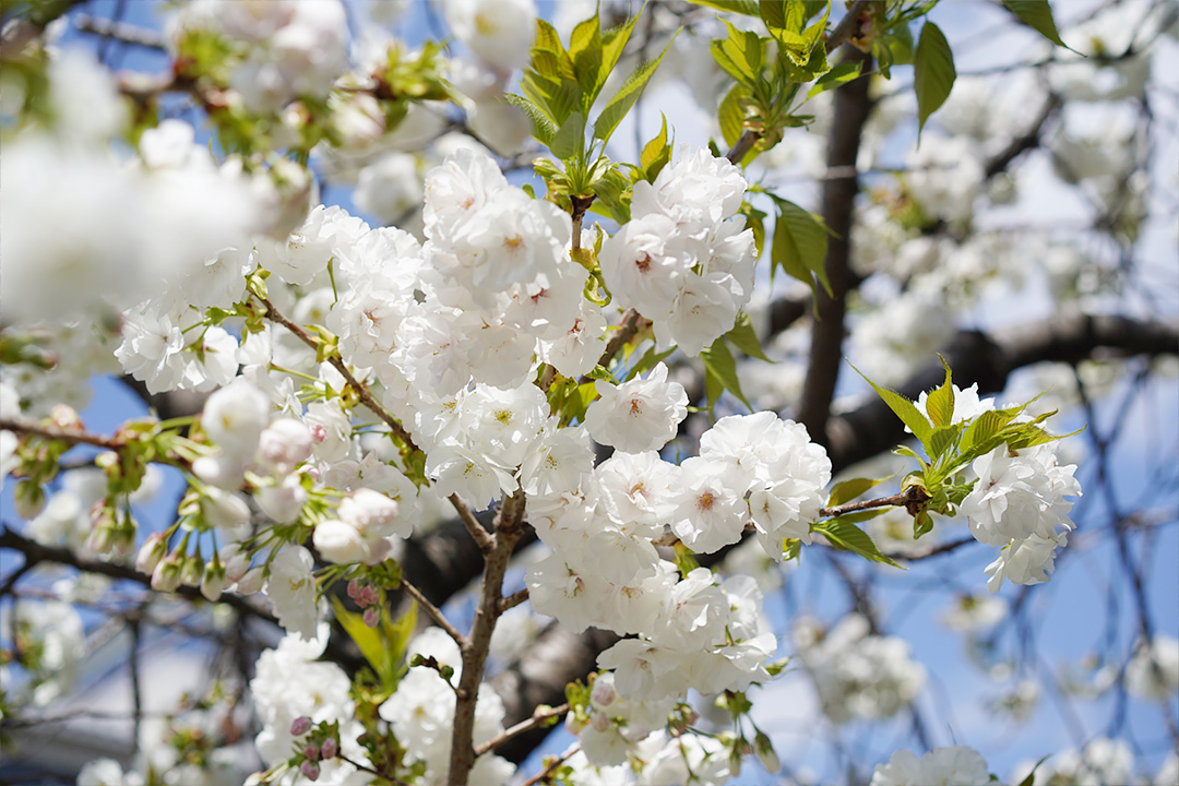 東堀川の桜