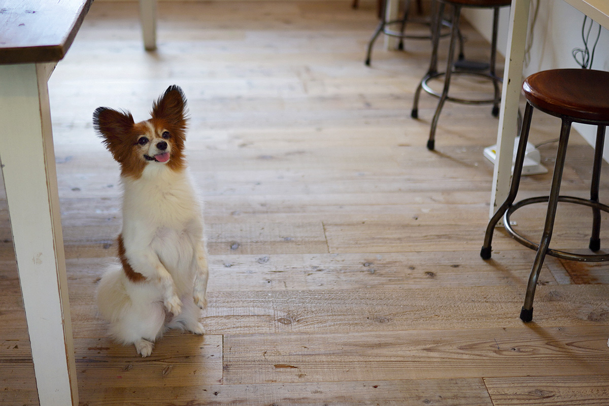 パピヨンのエテちゃん　犬と暮らす