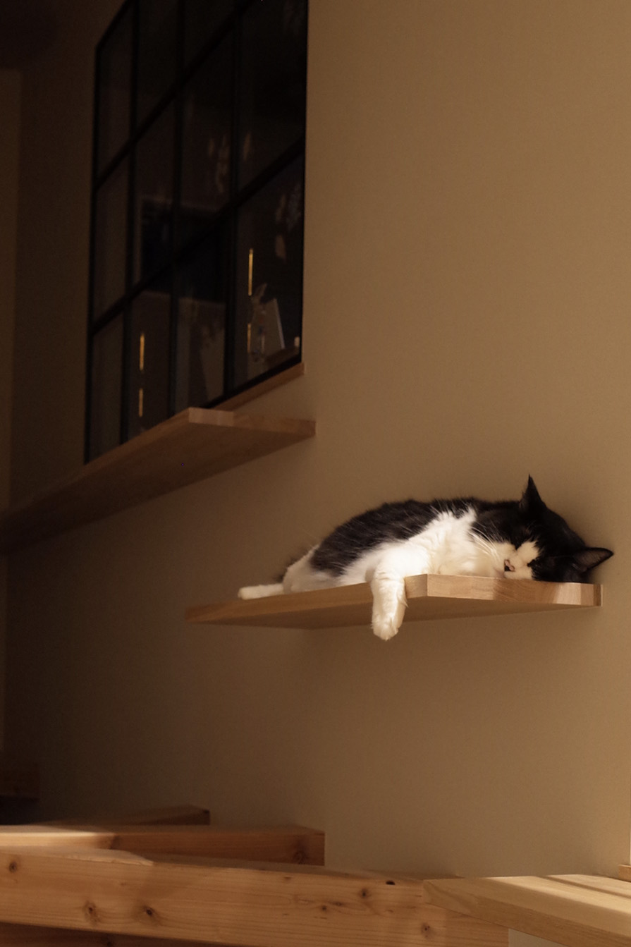 キャットウォークでくつろぐ猫ちゃん。キャットステップお部屋