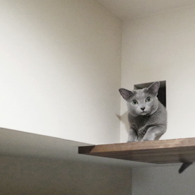 猫と暮らすマンションリノベーション 京都市左京区 N邸
