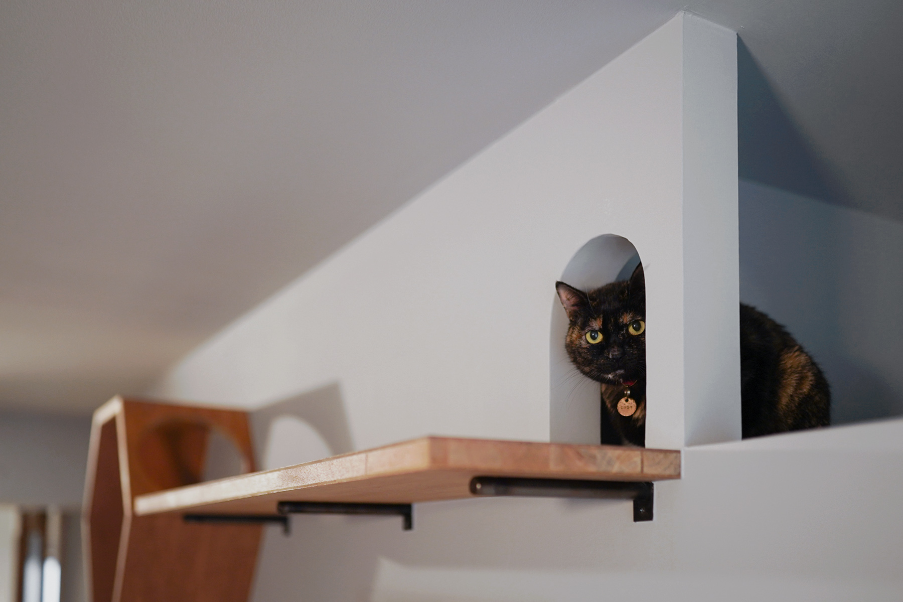 キャットウォーク、ネコトンネルから顔をだす愛猫のココちゃん。マンションリノベーション京都