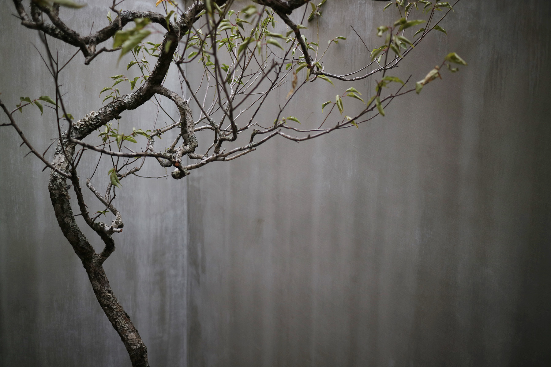 庭｜梅の木 デザインリノベーション 京都
